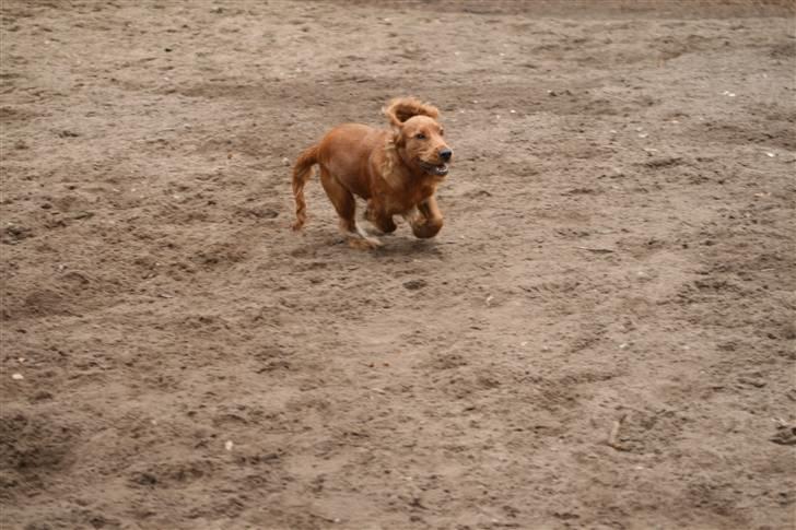 Cocker spaniel Molly - Se hvor stærk jeg kan løbe billede 2