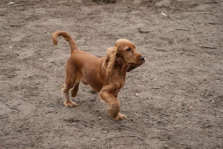 Cocker spaniel Molly - Jeg har en meget stor pind som jeg gemmer for jer, men jeg kan næsten ik gå med den... billede 3