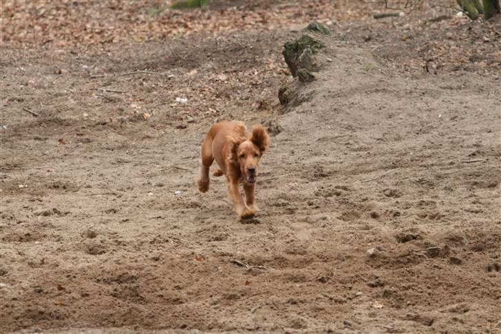 Cocker spaniel Molly billede 4