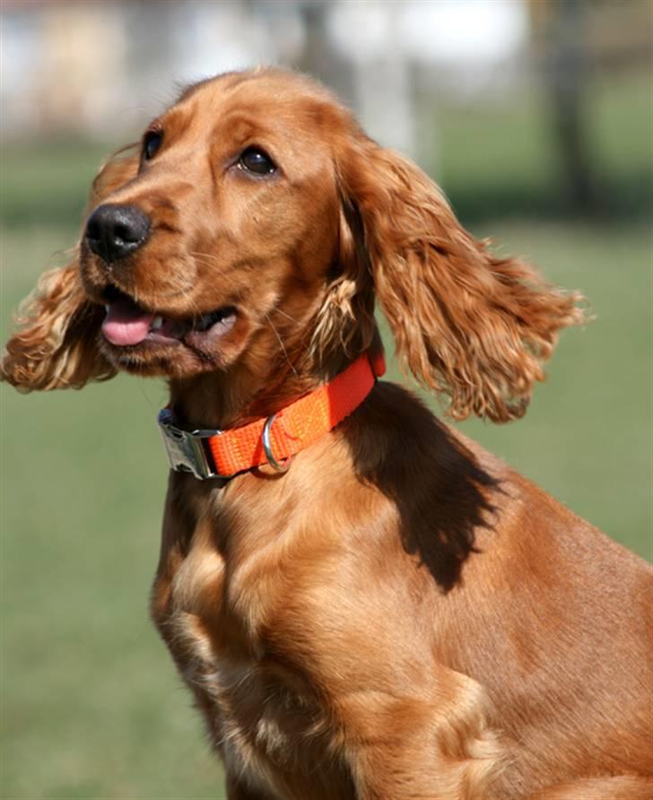 Cocker spaniel Molly - Elsker når vinden blæser mine ører op billede 5