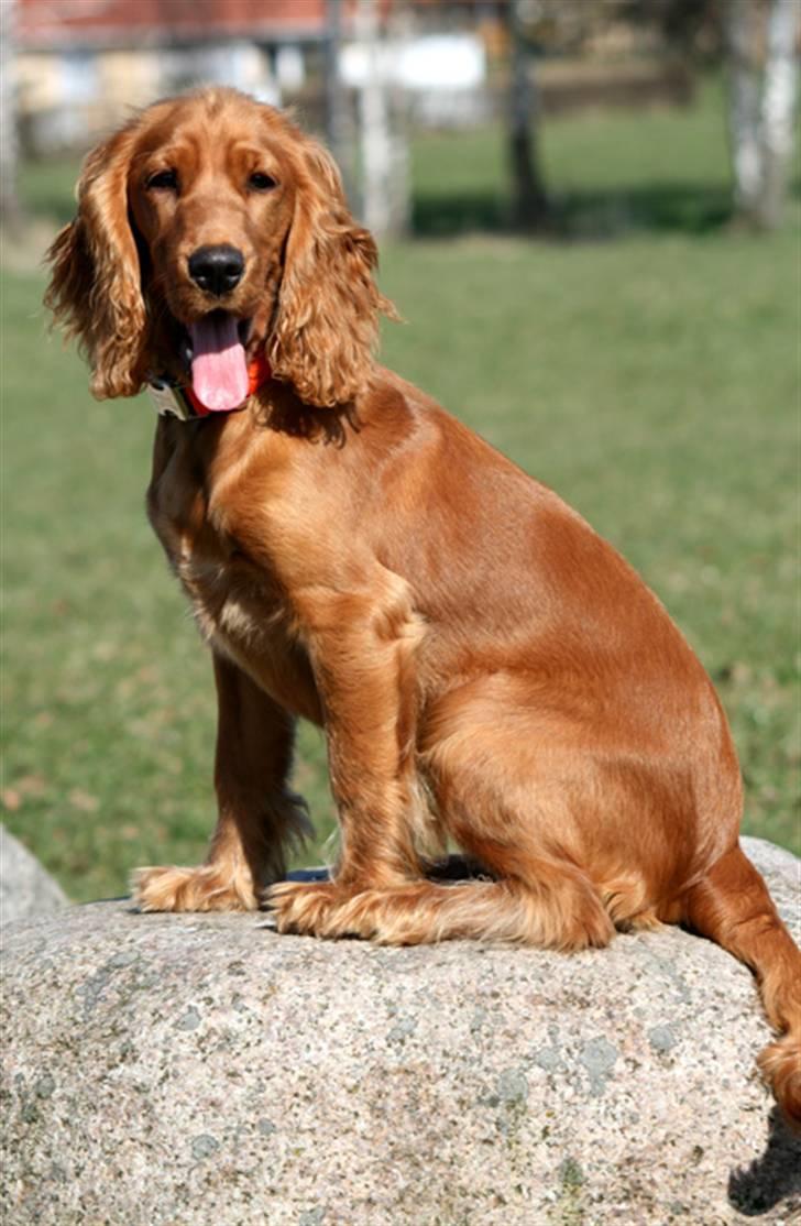 Cocker spaniel Molly - Jeg bliver meget forpustet når jeg hopper fra sten til sten billede 6