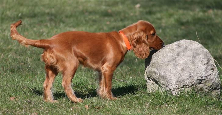 Cocker spaniel Molly - det er ikke sjovt når stenen næsten er lige så stor som mig... Men jeg er ikke Bange billede 9