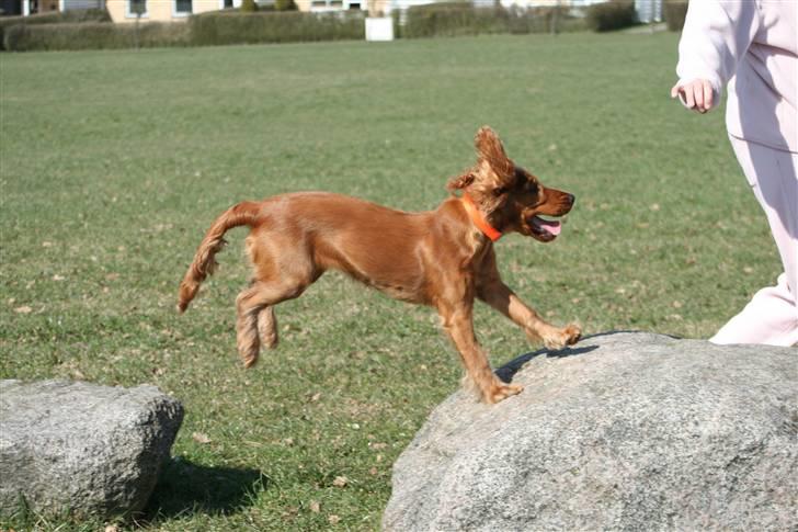 Cocker spaniel Molly - Se mig, er jeg ikke bare dygtig..?! billede 10