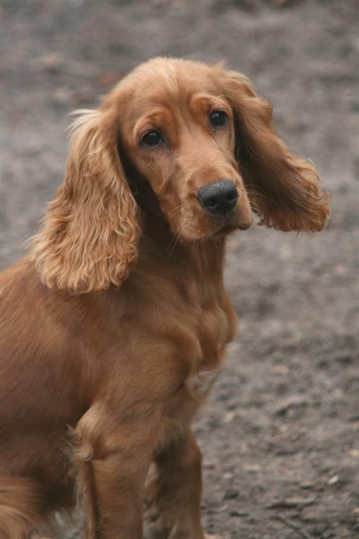 Cocker spaniel Molly - hvad siger du..?! billede 15