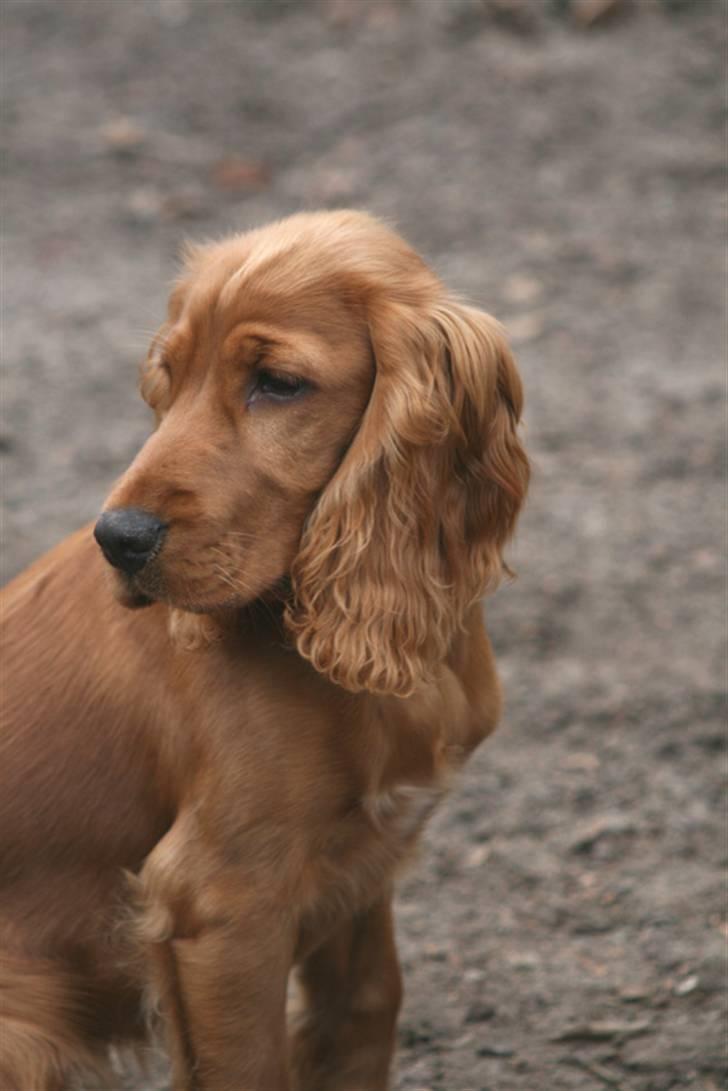 Cocker spaniel Molly - Jeg har ikke tid til at høre efter... Der er nogle andre hunde der leger billede 16