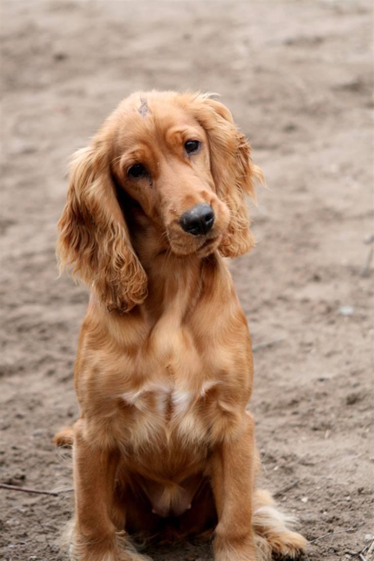 Cocker spaniel Molly - Det er så synd for mig, jeg er lige blevet tømlet ned af en stor lab/rottweiler blanding billede 17