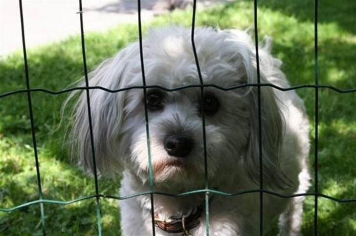 Bichon havanais Frida Fra Kennel Valborg  - Fridi i haven ´´hey lad mig lige spise de kaniner´´ ;) billede 1