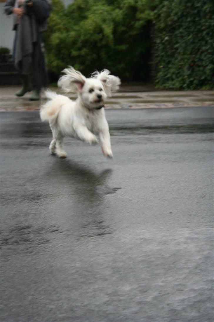 Bichon havanais Frida Fra Kennel Valborg  - Fridi der løber over vejen  billede 2