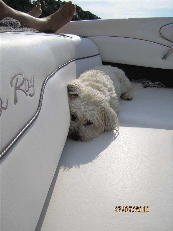 Bichon havanais Frida Fra Kennel Valborg  - Fridi i vores båd  ´sommer 2010´ billede 3