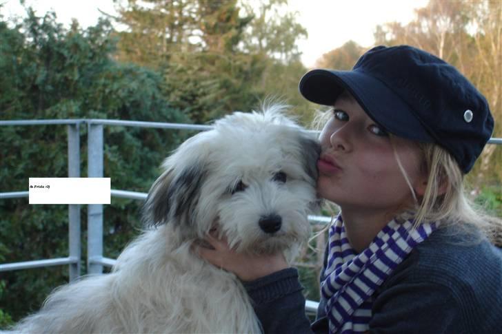 Bichon havanais Frida Fra Kennel Valborg  - Frida og mig 2008 billede 4