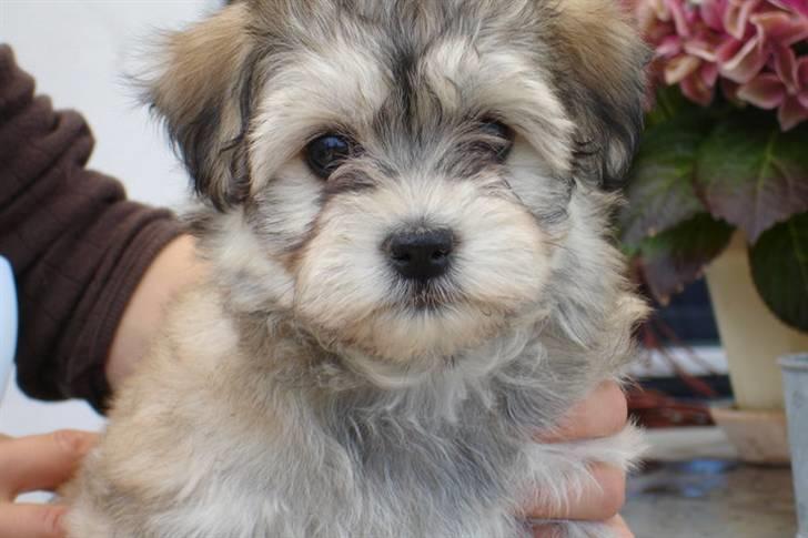 Bichon havanais Frida Fra Kennel Valborg  - åårh baby!  billede 5