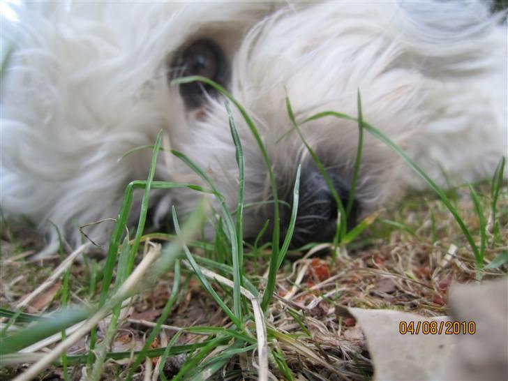 Bichon havanais Frida Fra Kennel Valborg  - Sommerhus 2010 billede 6