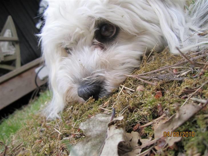 Bichon havanais Frida Fra Kennel Valborg  - sommer 2010 billede 7