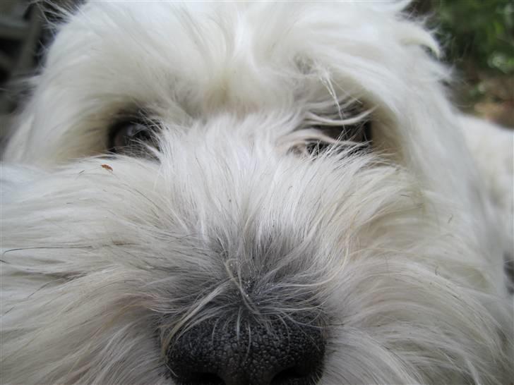 Bichon havanais Frida Fra Kennel Valborg  - Frida der kigger lige i kameraet :D  billede 8