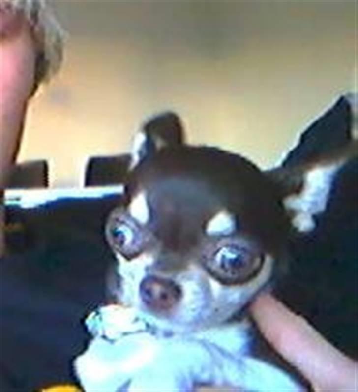 Chihuahua Choko Al Pacino billede 4