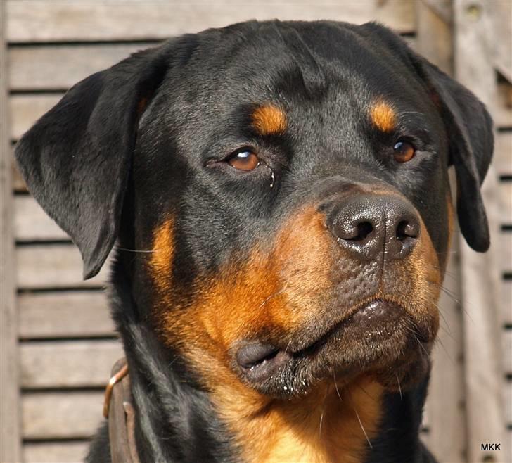 Rottweiler Skaga-rotts Balder - Balder 15 mdr billede 1