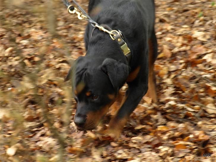 Rottweiler Skaga-rotts Balder - Et "feltsøg" billede 2