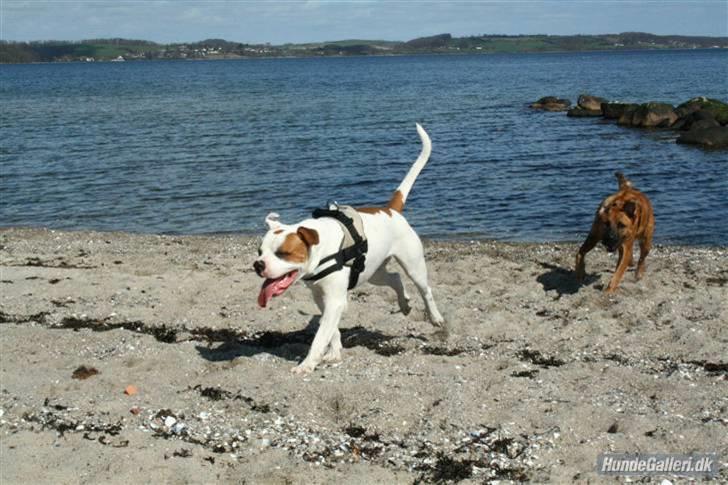 Amerikansk bulldog Kaine - Bebehunden<3 billede 6