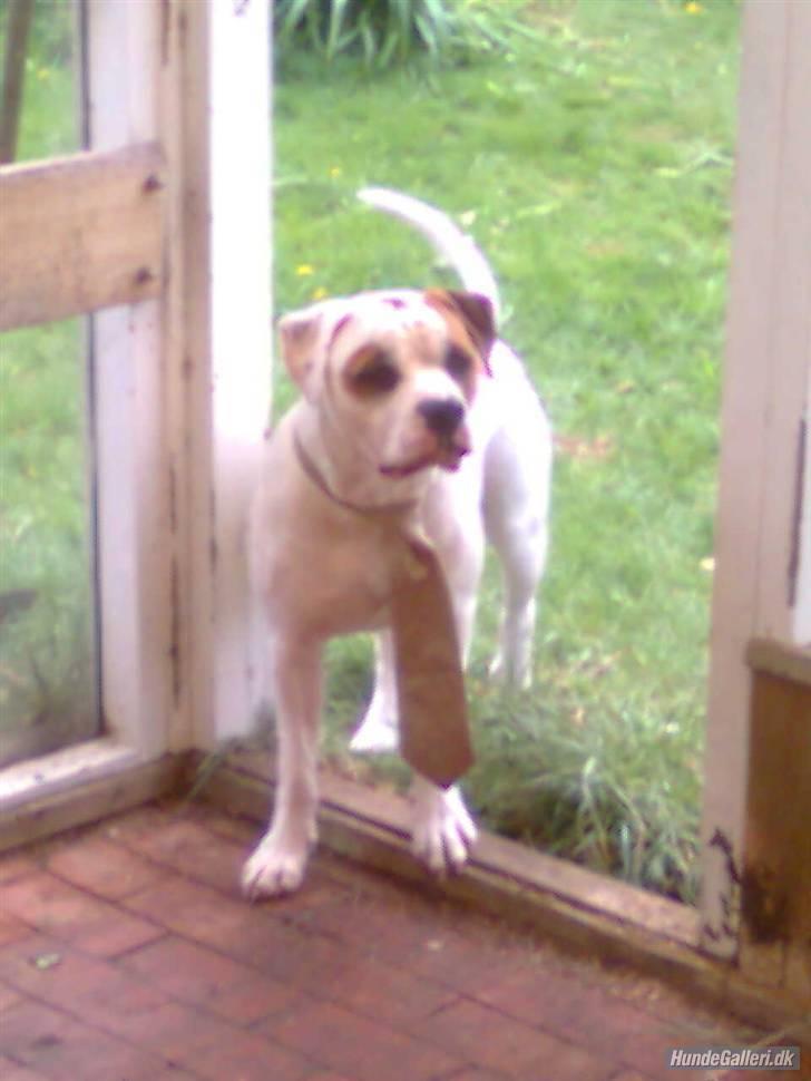 Amerikansk bulldog Kaine - Bebehunden<3 billede 7