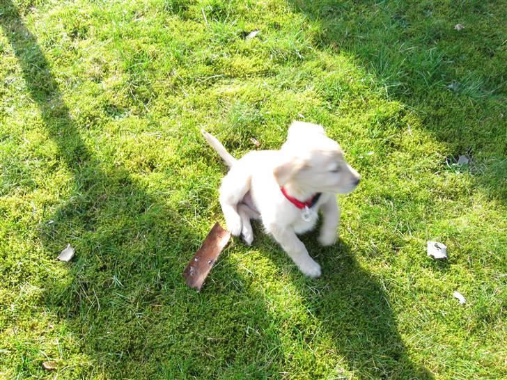 Golden retriever Karla billede 10