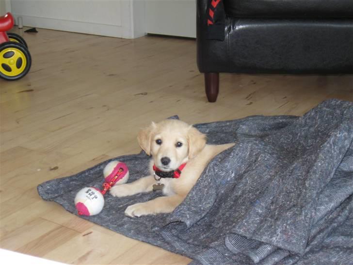 Golden retriever Karla billede 11