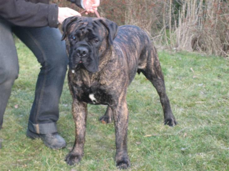 Bullmastiff Harley - 10 mdr. gammel billede 18