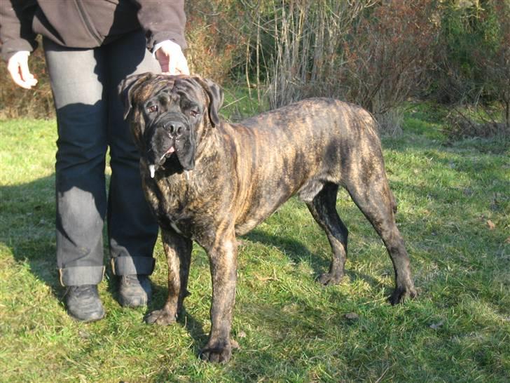 Bullmastiff Harley - 10 mdr. gammel billede 19