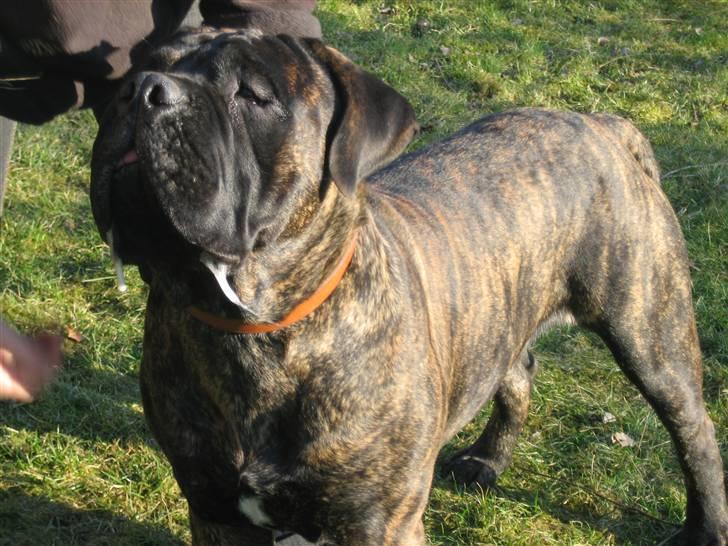 Bullmastiff Harley - Hvem sagde savl:-) billede 20