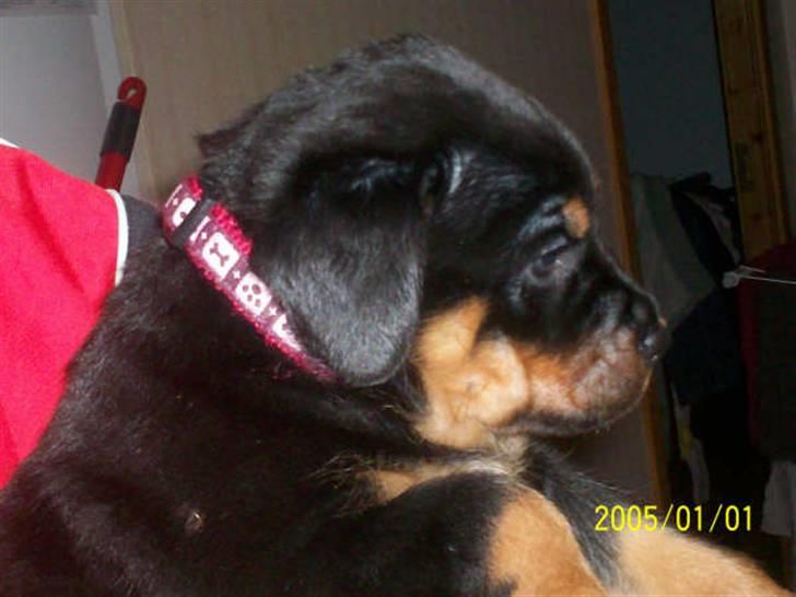 Rottweiler Kaztuz Blixtra ( Nala ) - 5 uger gammel billede 1