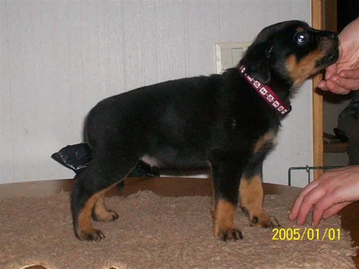 Rottweiler Kaztuz Blixtra ( Nala ) - 5 uger gammel billede 2