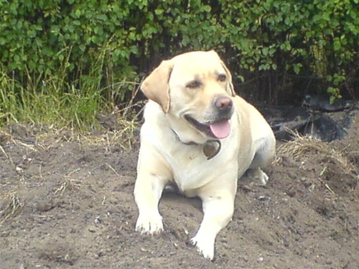 Labrador retriever Nuser billede 1
