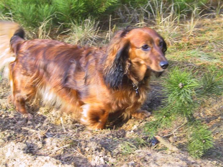 Gravhund SNUBBI - Snubbi der er i skoven en dejlig forårs dag :) billede 1