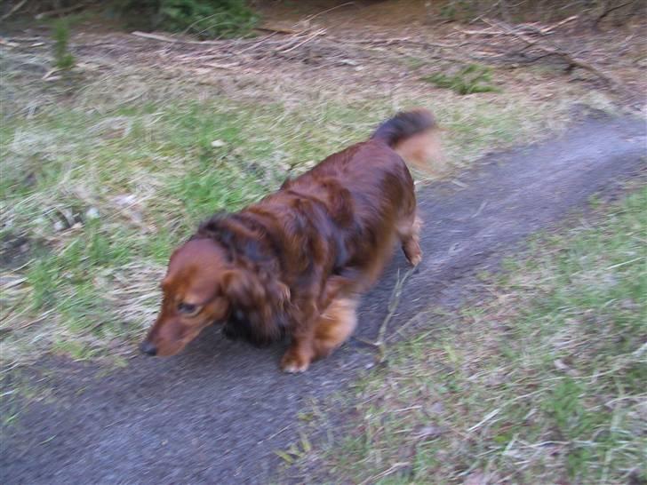 Gravhund SNUBBI - Snubbi der er i skoven en dejlig forårs dag :) billede 2