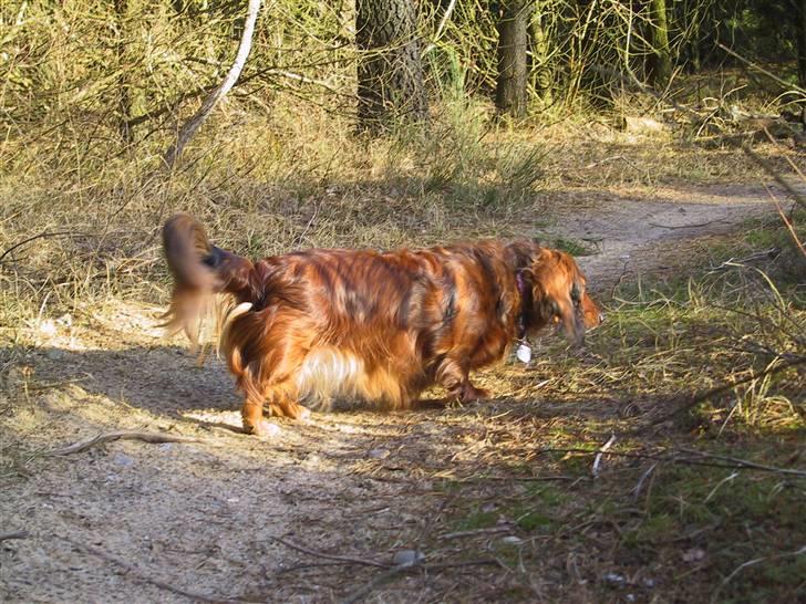 Gravhund SNUBBI - Snubbi der er i skoven en dejlig forårs dag :) billede 3