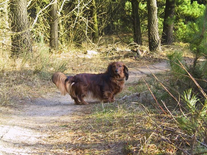 Gravhund SNUBBI - Snubbi der er i skoven en dejlig forårs dag :) billede 4