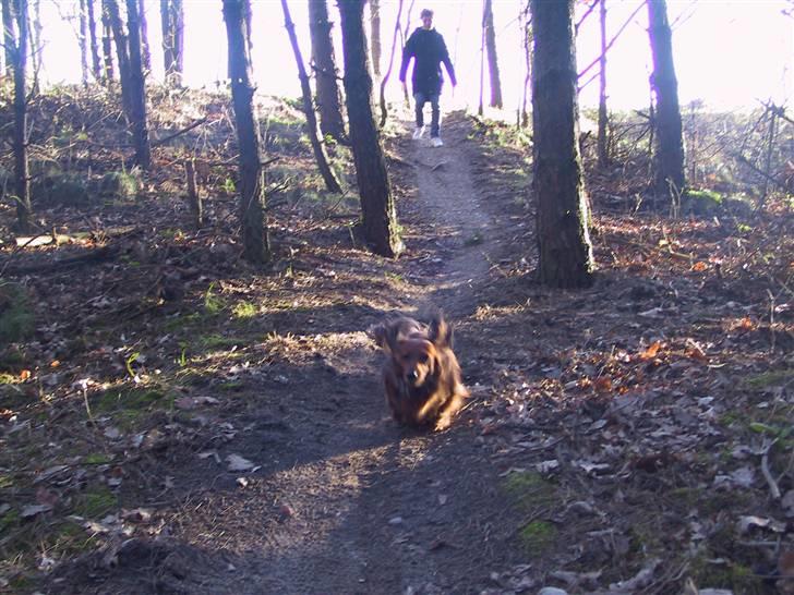 Gravhund SNUBBI - så er der fuld fart ned af bakken ! billede 5