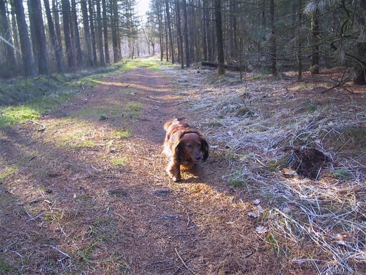 Gravhund SNUBBI - Snubbi der er i skoven en dejlig forårs dag :) billede 6
