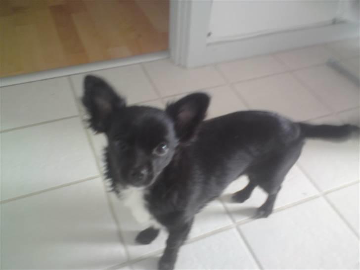 Chihuahua Bambi billede 1