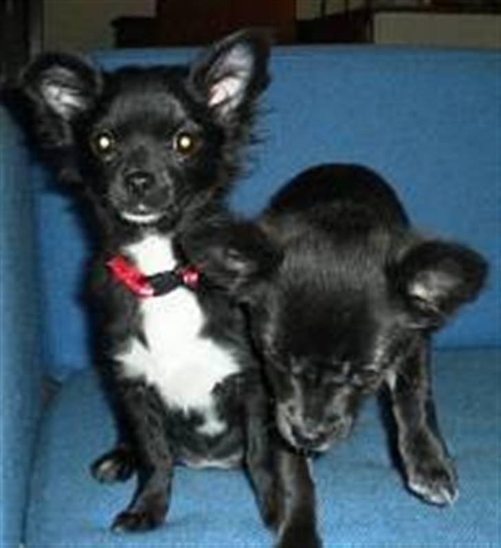 Chihuahua Bambi - bambi til venstre billede 2