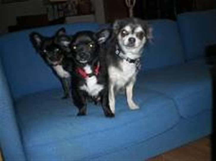 Chihuahua Bambi - bambi står forrest billede 3