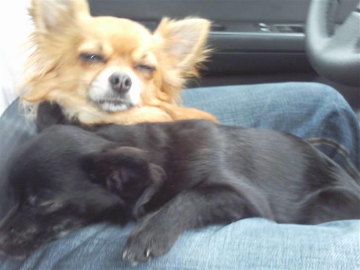 Chihuahua Bambi billede 4