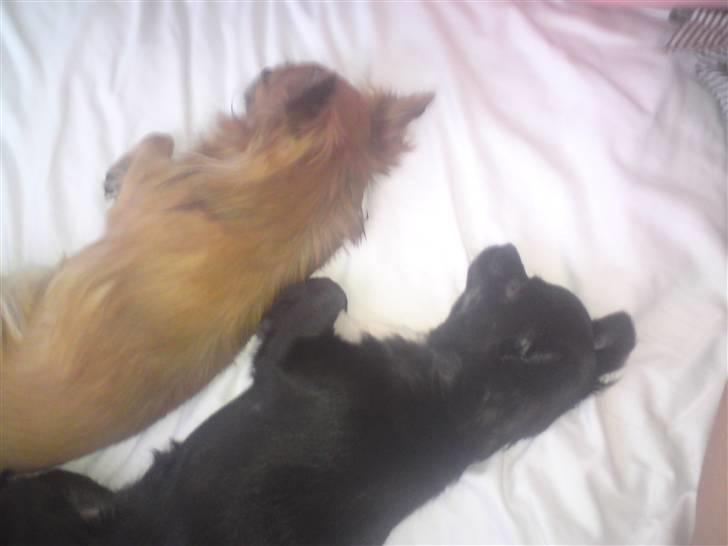 Chihuahua Bambi billede 5