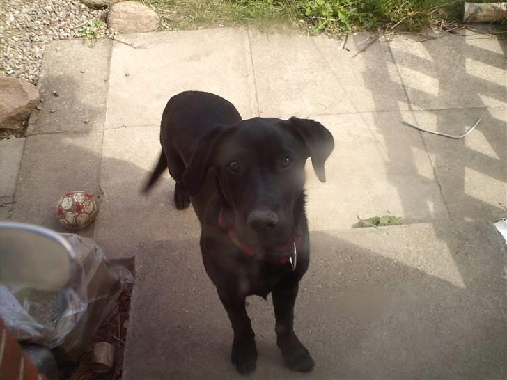 Labrador retriever Kizka billede 14