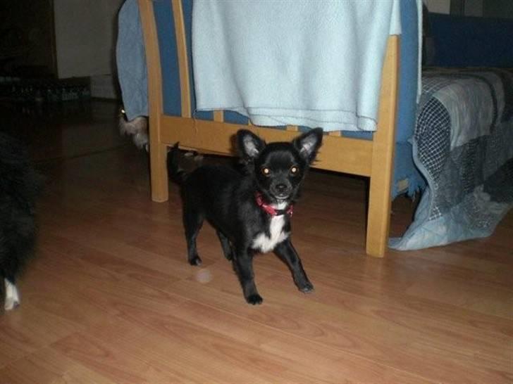 Chihuahua Bambi billede 6