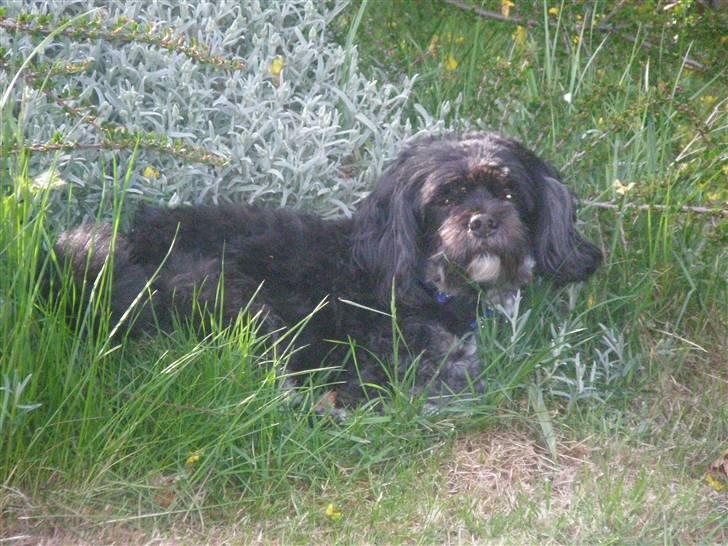 Lhasa apso Bamse - Uhh man bliver helt træt af alt den friske luft... ligner mine øjne spækker eller føles der bare sådan ! billede 1