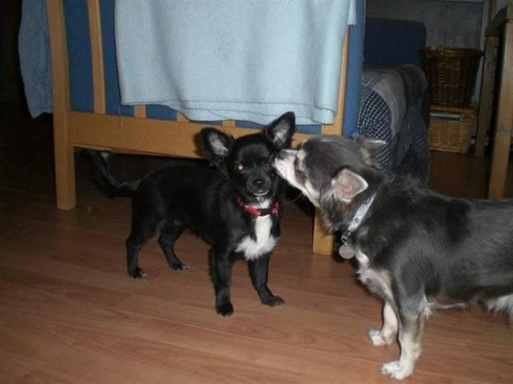 Chihuahua Bambi - bambi venstre mor til højre billede 7