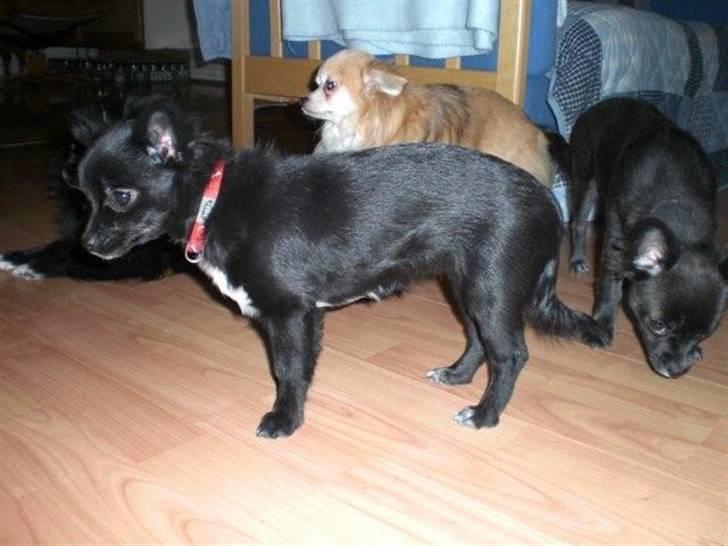 Chihuahua Bambi billede 8