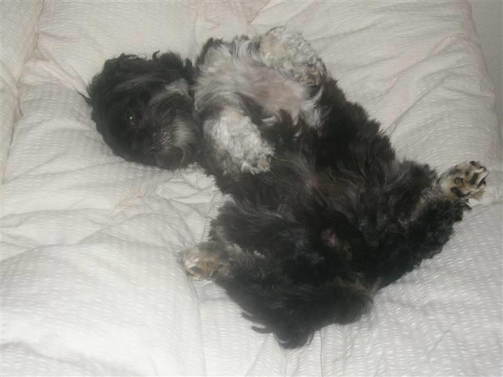 Lhasa apso Bamse - Tak... det var dejligt med rent sengetøj ! billede 2
