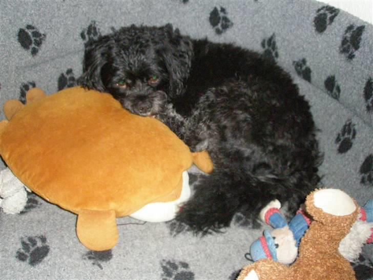 Lhasa apso Bamse - En lille lur op ad flæske ahh ! (flæske = den store brune bamse) billede 3