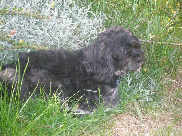 Lhasa apso Bamse - En lille lur i haven... ahhh det er godt ! billede 4